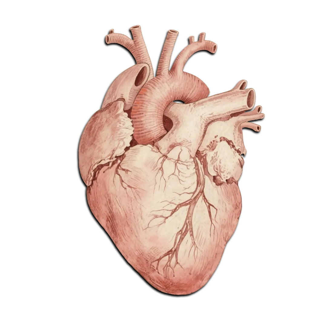 Cardiovascular Wellness