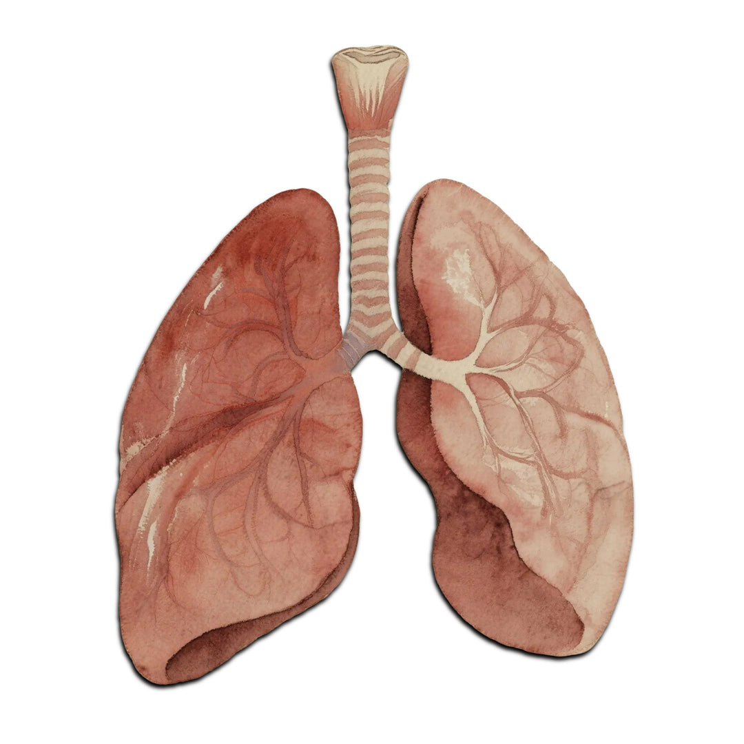 Lung health