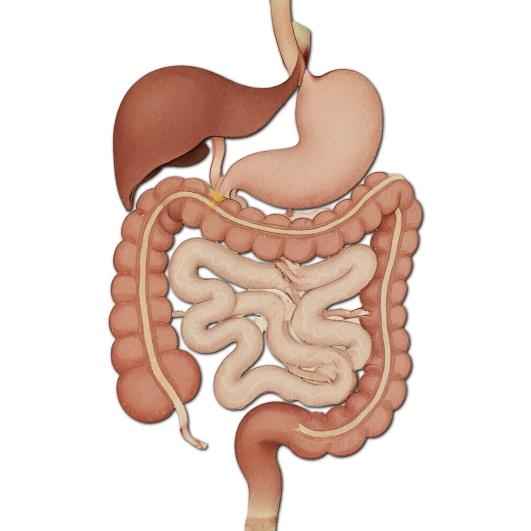 Digestive Harmony