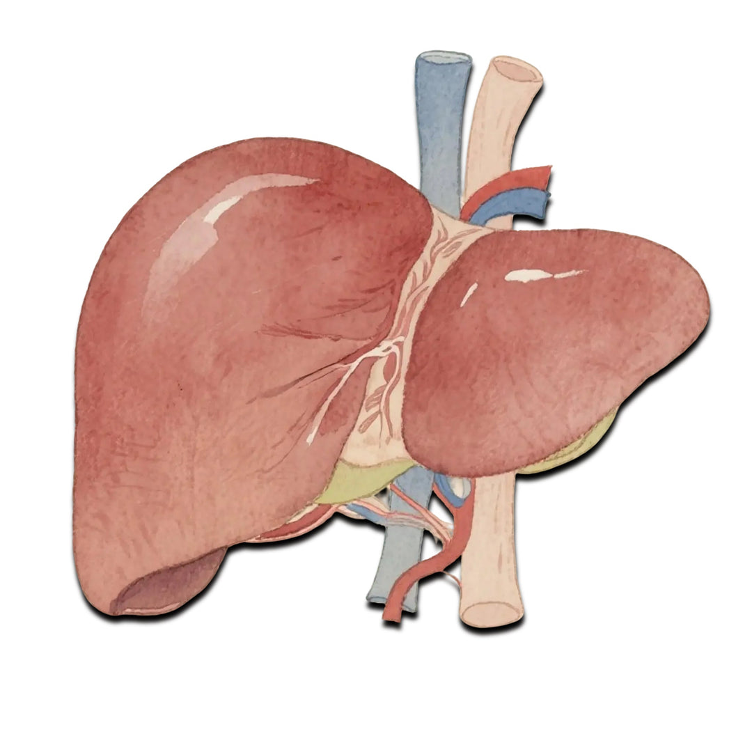 Liver Health
