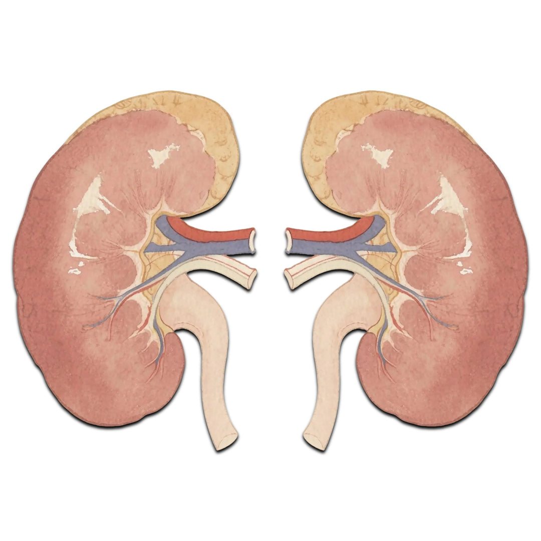 Kidney Vitality